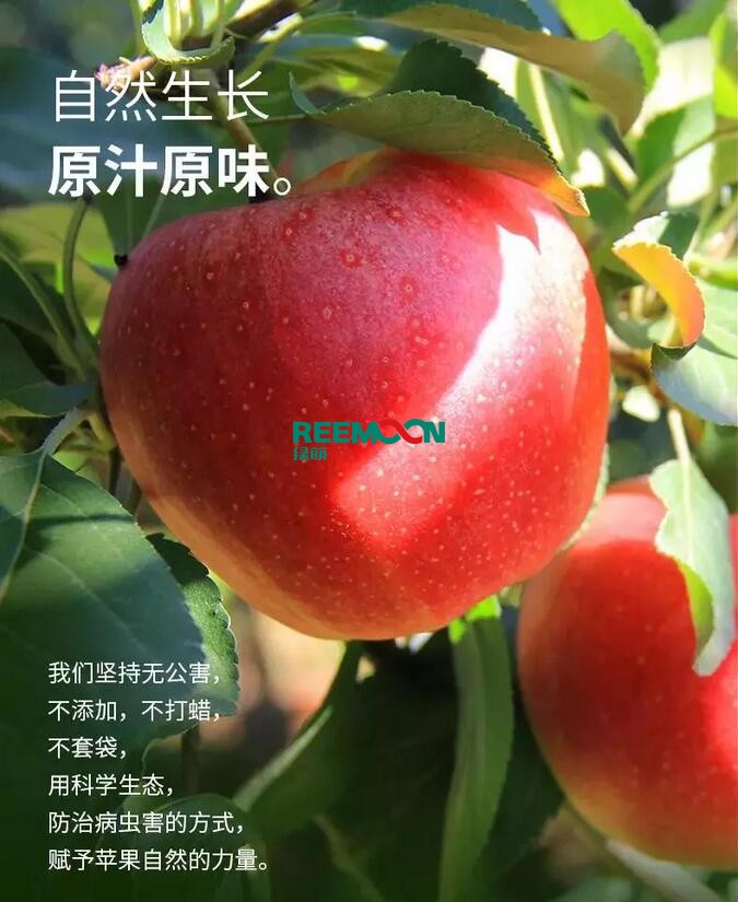 昭通蘋果：依靠短根莖種植和數(shù)字分揀技術(shù)帶動(dòng)蘋果產(chǎn)業(yè)標(biāo)準(zhǔn)化在推動(dòng)蘋果產(chǎn)業(yè)發(fā)展的過程中，昭通始終把加強(qiáng)企業(yè)領(lǐng)導(dǎo)力作為一個(gè)有力的切入點(diǎn)。為此，引進(jìn)陜西海生、SDIC中路、一寶、華師天農(nóng)等30多家企業(yè)，打造冷鏈物流市場(chǎng)，對(duì)蘋果進(jìn)行深加工，建立物聯(lián)網(wǎng)和大數(shù)據(jù)聯(lián)合應(yīng)用平臺(tái)，追蹤蘋果生產(chǎn)全過程。已成為華南地區(qū)最