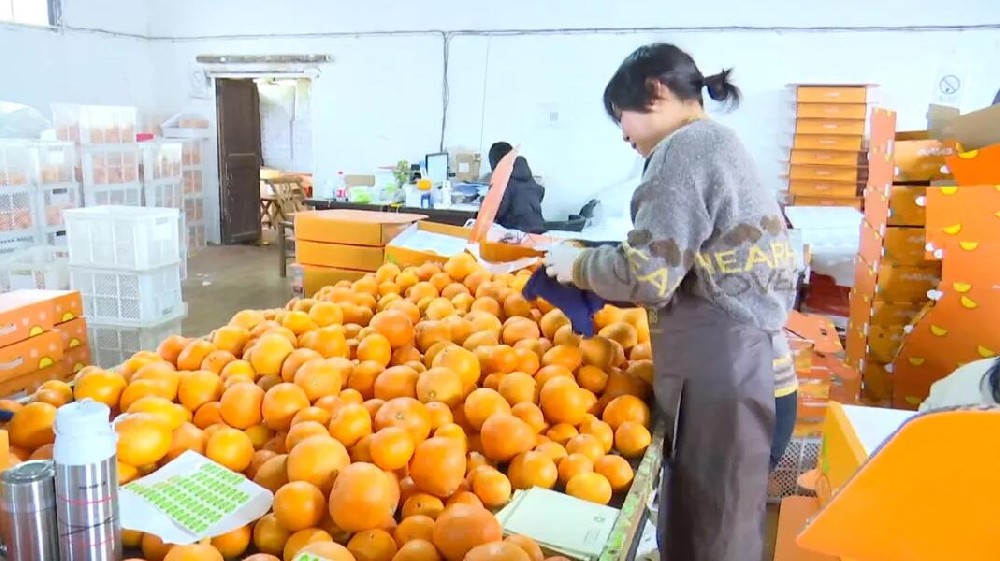 水果分選，提高效益！浙江溫嶺建成首條水果無損檢測分級(jí)流水線 眼下正是柑橘名果“紅美人”大批量上市期。這幾日，東浦農(nóng)業(yè)開發(fā)有限公司東浦現(xiàn)代農(nóng)業(yè)產(chǎn)品中心正在調(diào)試我市首條水果無損檢測分級(jí)流水線。該流水線不僅能區(qū)分果實(shí)大小、輕重，還能通過激光、紅外光譜，分辨出果實(shí)有無擦傷等瑕疵
