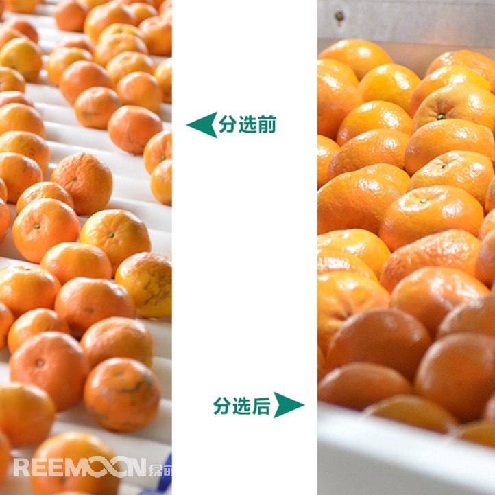 桂林興安引入綠萌沃柑智能分選線，給沃柑“做CT”，實(shí)現(xiàn)自動(dòng)化、智能化分揀，讓效率翻一番、效益翻一番。嚴(yán)格把控沃柑品質(zhì)，持續(xù)為消費(fèi)者輸送質(zhì)量穩(wěn)定的成品。