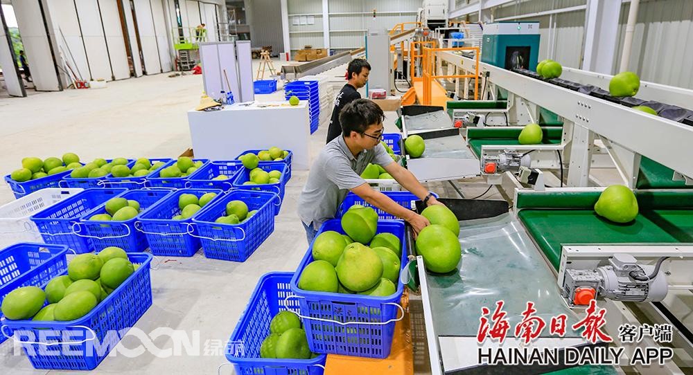 據(jù)海南日?qǐng)?bào)客戶端｜記者陳元才通訊員王家專 攝影報(bào)道 視頻剪輯 吳文惠在澄邁山口青柚基地，工作人員正在護(hù)理枝頭上的柚子，該基地的柚子即將上市。海南日?qǐng)?bào)記者 陳元才 攝8月13日，在澄邁山口青柚基地和“柚子夫婦”青柚基地，工作人員有的采摘青柚果打包上市，有的忙著護(hù)理枝頭上的柚子，為上市做準(zhǔn)備，忙得不亦樂(lè)乎