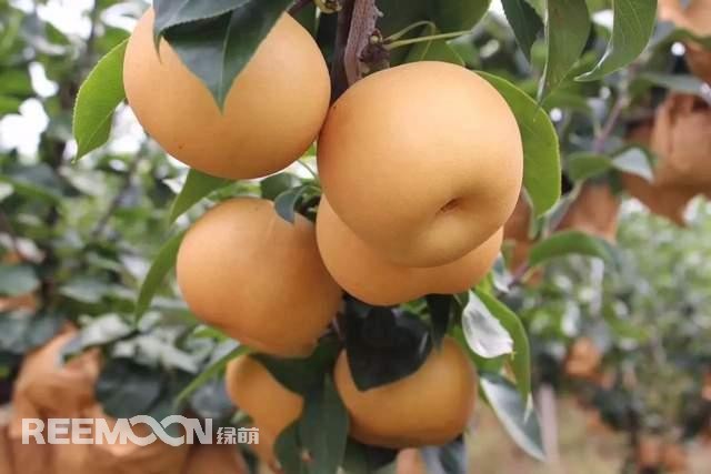 蘋果和梨作為我國的傳統(tǒng)水果，其種植面積一直很大，前者產(chǎn)量為4000多萬噸，后者產(chǎn)量近2000萬噸。只不過近年來它們的命運(yùn)并不是太好，價(jià)格迎來了持續(xù)低迷。就拿蘋果來說，今年年初至今一直低迷不振，庫存蘋果5月份時(shí)已跌至5毛左右，6月份時(shí)跌到2-3毛一斤，8月份時(shí)更是以1-2毛賤價(jià)賣給榨汁廠。而受庫存蘋果的爛市，早熟蘋果價(jià)