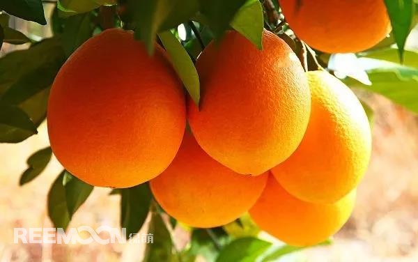 定了！定了！定了！2021年贛南臍橙開摘時(shí)間確定11月1日贛南臍橙正式開摘！!10月9日，小編從贛州市贛南臍橙協(xié)會(huì)五屆二次理事會(huì)上獲悉，根據(jù)贛州市果業(yè)發(fā)展中心對(duì)全市贛南臍橙采樣檢測(cè)結(jié)果以及氣象部門氣候預(yù)測(cè)等因素的綜合分析，經(jīng)充分討論并表決通過，確定2021年贛南臍橙開始采摘時(shí)間為11月1日。想念了一年的贛