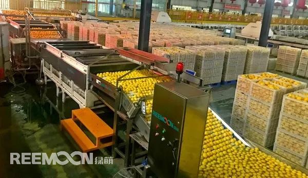 新一季的檸檬于九月中旬上市，采摘季將持續(xù)到十二月底結(jié)束。今年檸檬的品質(zhì)比往年更好，但產(chǎn)量較降低了近40%。王國龍是重慶匯達(dá)檸檬科技集團(tuán)有限公司的銷售經(jīng)理，他首先介紹了產(chǎn)地方面的情況，“一方面，受低溫霜凍和春旱天氣影響，部分果樹被凍。另一方面，疫情之下，一些基地的管理水平跟不上，這也導(dǎo)致本季產(chǎn)量有所降低。