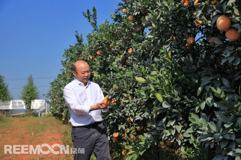 江西綠萌科技控股有限公司董事長朱壹我是第3次造訪綠萌位于江西省信豐縣大阿鎮(zhèn)的現(xiàn)代農(nóng)業(yè)科技示范基地。與前幾次來的時間不同，這趟過來恰逢果實成熟期。我們品嘗了幾個品種，口感都非常好。尤其是我最愛的“雞尾葡萄柚”，糖度普遍在13%以上，風味令人記憶深刻?！艾F(xiàn)在除了臍橙和‘雞尾葡萄柚’，還有其他適合的品種