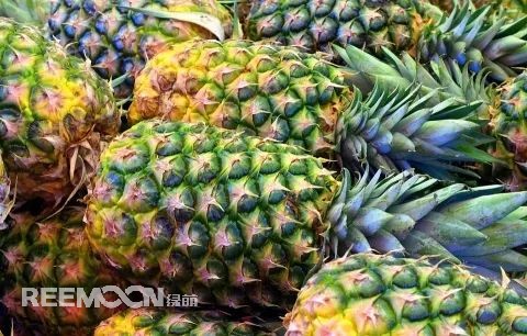 即將到來的3-5月是菠蘿大量成熟的季節(jié)，但是本月中旬已有幾十家采購商應邀前往徐聞考察，帶動起一波菠蘿采購潮。2月12日，徐聞縣向全球采購商發(fā)出《來自“菠蘿的?！钡男拧芬l(fā)熱烈反響。十多家境內(nèi)外媒體紛紛轉(zhuǎn)發(fā)點贊，不少外地采購商“搶鮮”登門。短短3天時間，已經(jīng)有來自遼寧、山東、山西、陜西、四川、河南、上海等地的