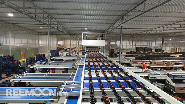 秋意漸濃, 橘香四溢。秘魯最大的冷庫制造商Friopacking投資新建的加工廠里熱鬧不凡，綠萌Fruscan S7柑橘分選設(shè)備正火力全開。據(jù)悉，F(xiàn)riopacking投資的公司Packing del Carmen主要加工柑橘和牛油果。與綠萌的結(jié)緣也是得益于南非與智利客戶的大力推薦。在經(jīng)過與多家分選設(shè)備生產(chǎn)商比對以及與綠萌工程師溝通后，Packing del Ca