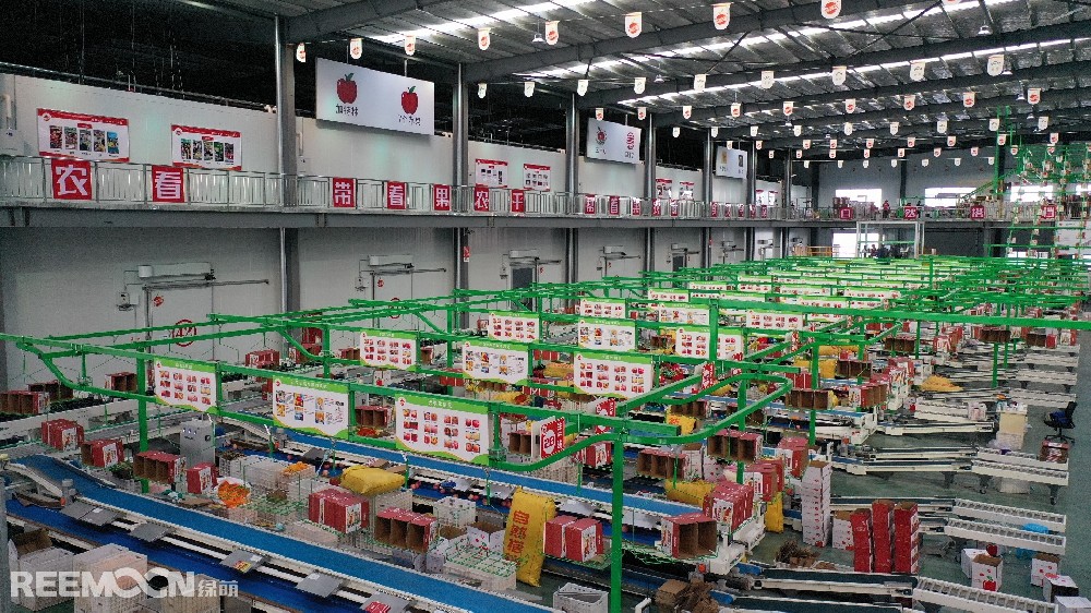 6月11日，走進(jìn)洛川縣蘋(píng)果現(xiàn)代產(chǎn)業(yè)園區(qū)，在延安自然搭檔農(nóng)業(yè)發(fā)展有限公司智能分選車間，機(jī)械轟鳴，人頭攢動(dòng)，幾十名工人有條不紊地在分選線上忙碌著。一個(gè)個(gè)色澤紅潤(rùn)、大小勻稱的蘋(píng)果，正通過(guò)圓形硅膠托盤(pán)運(yùn)上智能選果線，經(jīng)過(guò)檢測(cè)通道依次歸位，按照重量、甜度等被分成數(shù)個(gè)等級(jí)。工人們麻利地把分級(jí)后蘋(píng)果擺放至果箱內(nèi)，進(jìn)行